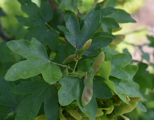 ACER CAMPESTRE HEDGE MAPLE