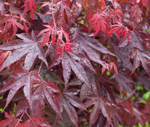 Acer palmatum 'Bloodgood' Bloodgood Japanese Maple