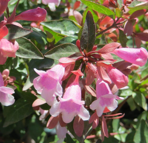 Abelia grandiflora 'Edward Goucher'