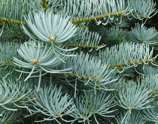 Abies Concolor Concolor Fir - New Jersey Grower Huge Selection