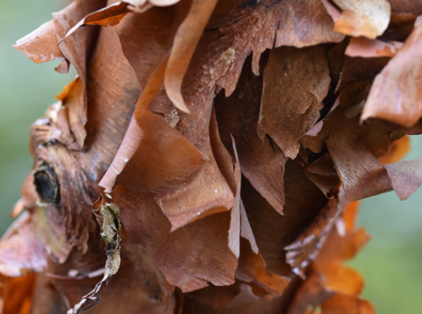 Acer griseum Paperbark Maple - New Jersey Favorite