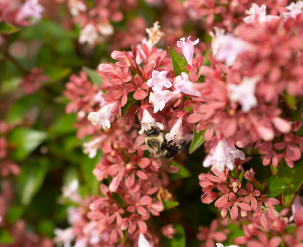 Abelia chinensis 'Raspberry Perfection' - New Jersey Grower