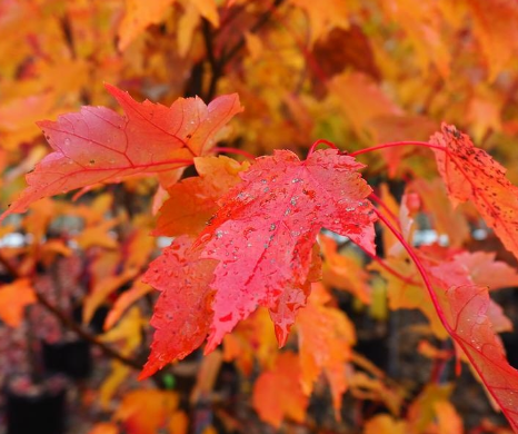 2-2.5" ACER RUBRUM 'AUTUMN FLAME'