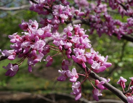 2-2.5" CERCIS CANADENSIS 'EASTERN REDBUD'