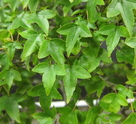 ACER BUERGERIANUM TRIDENT MAPLE