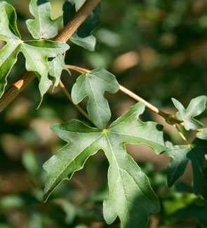 ACER CAMPESTRE 'BAILLEE' JADE PATINA HEDGE MAPLE